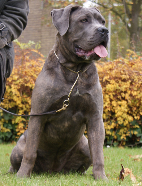 Cane Corso On Pinterest 