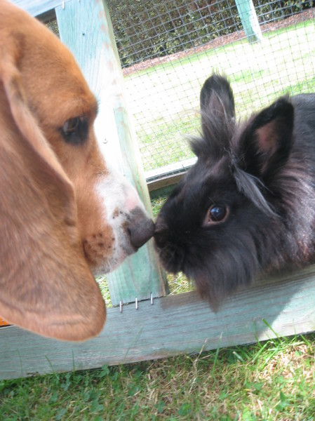 sleuf Speciaal Moskee Honden fotowedstrijd: hond en konijn