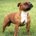 staffie