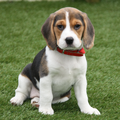 dit is onze Beagle Guusje