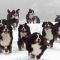 Dolle pret met de Berner roedel