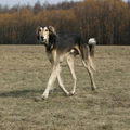 de saluki