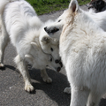 Drie honden vechten om een stok............