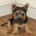 Luka Norwich Terrier 14 weken