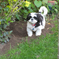 Bonny heeft vandaag in de tuin gewerkt .