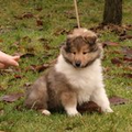 schotse collie puppy