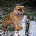 Brando in de sneeuw