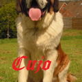 Cujo, 7 maand oud