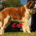 Cujo, 7 maand oud.