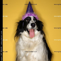 hond met feestmuts