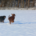 Spelen in de sneeuw