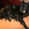 Fleur en haar puppies