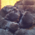 sleeping puppies