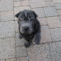 sammie onze sharpei