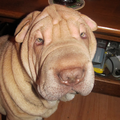 shirley onze andere sharpei