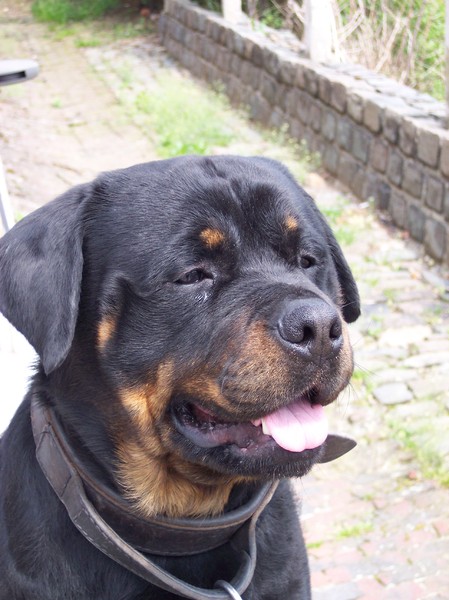 Rottweiler