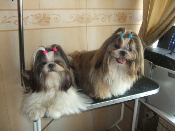 Shih Tzu