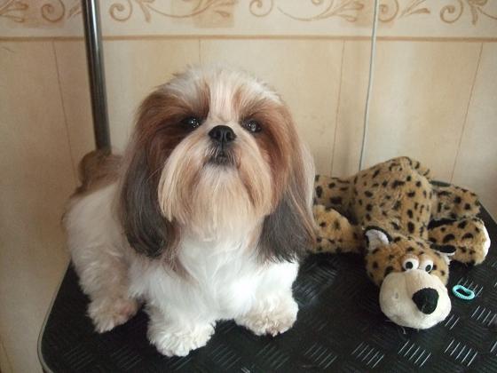 Shih Tzu