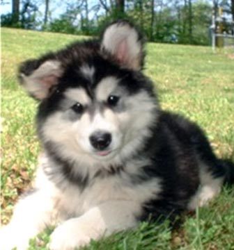 Alaskan Malamute