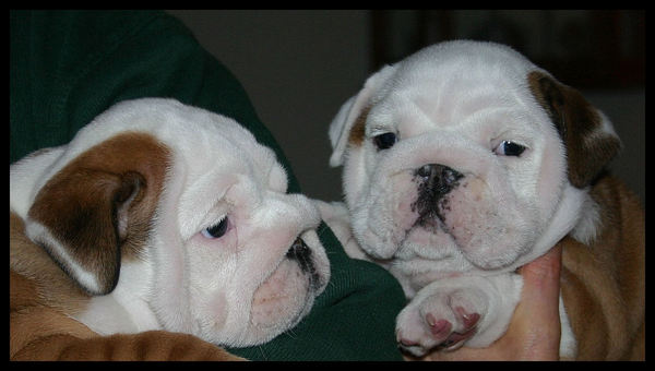 Engelse Bulldog