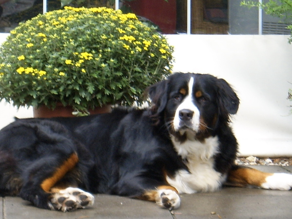 Berner Sennenhond