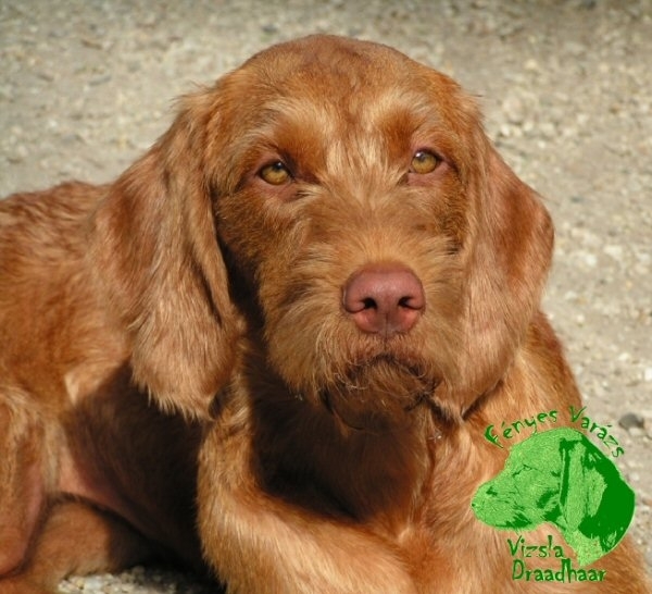 Vizsla (Hongaarse staande hond)