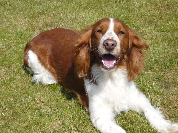 Welsh Springer Spaniel