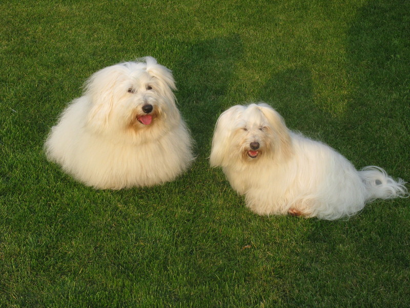 Coton de Tulear