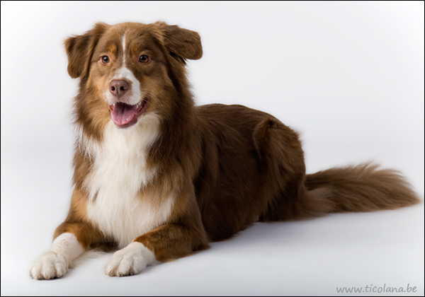 Australian Shepherd