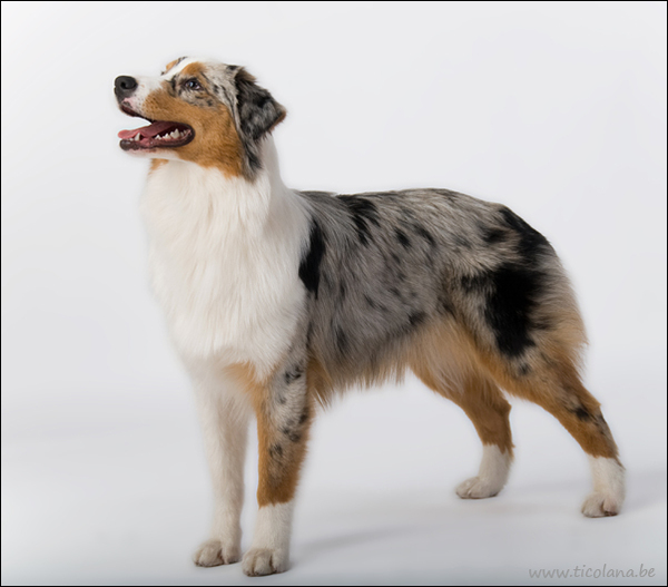 Australian Shepherd