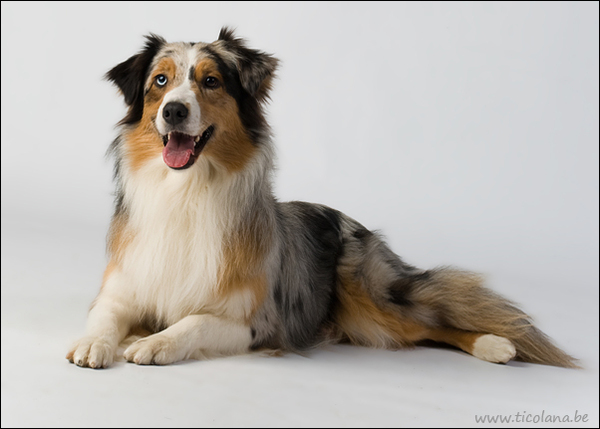 Australian Shepherd