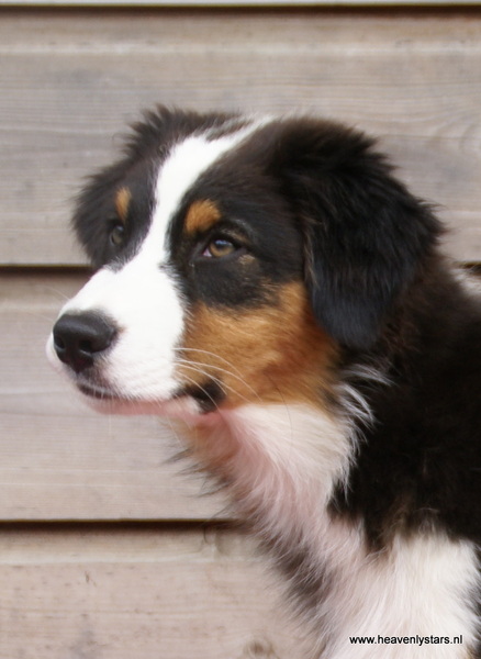 Australian Shepherd