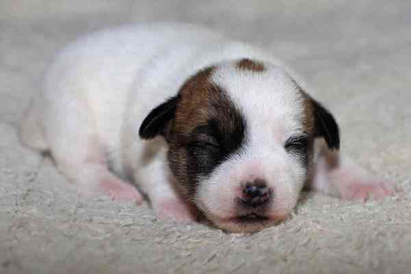 Jack Russell Terrier