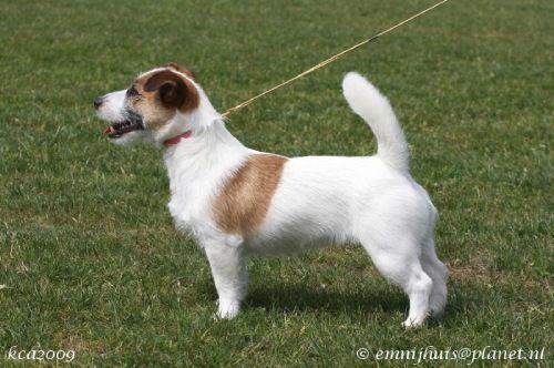 Jack Russell Terrier