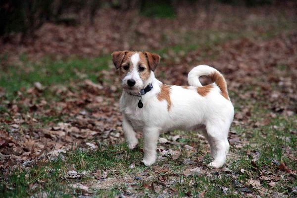 Jack Russell Terrier