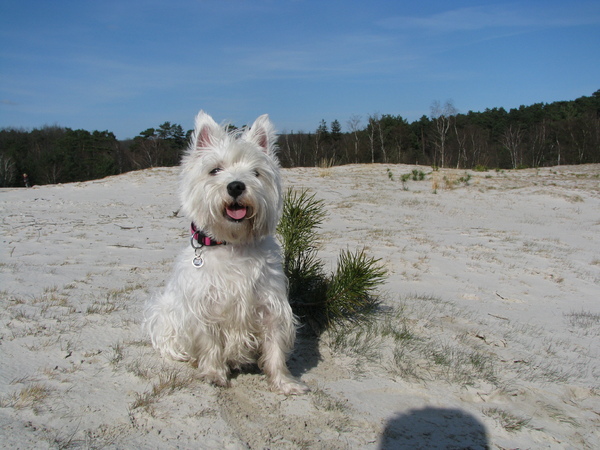 West Highland White Terrier