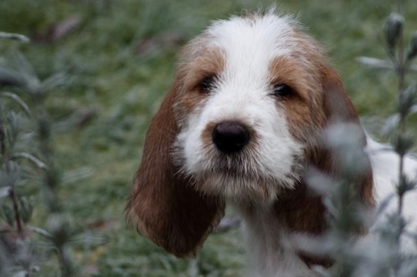 Grands Bassets Griffons Vendéens