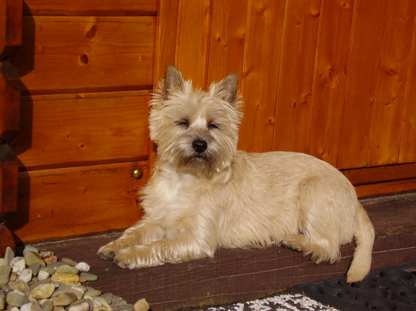 Cairn Terrier