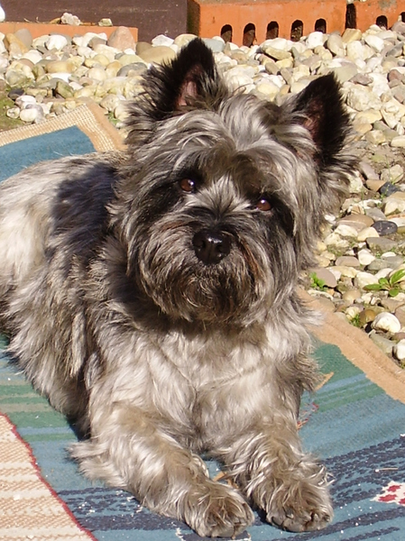 Cairn Terrier