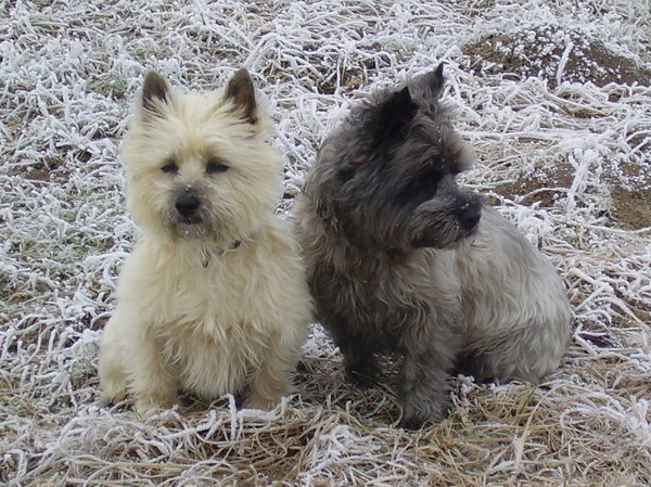 Cairn Terrier