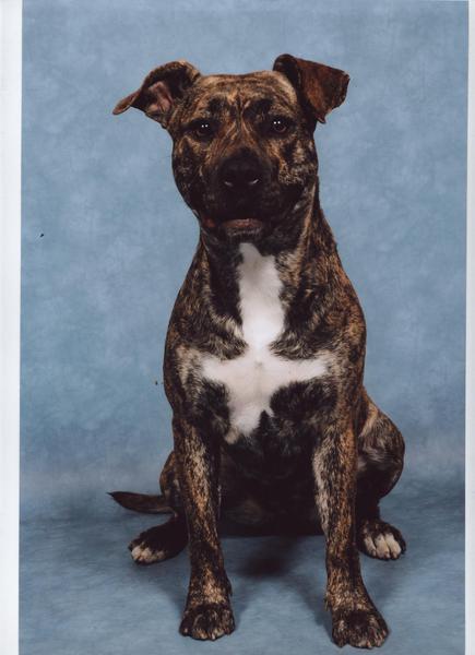 American Staffordshire Terrier