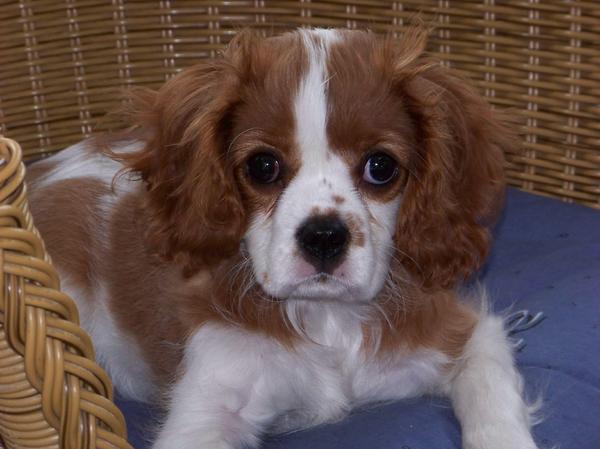 Cavalier King Charles Spaniel