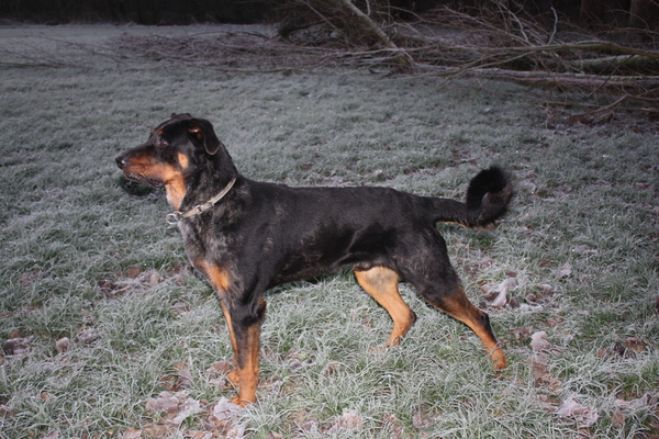 Beauceron