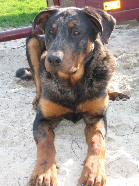 Beauceron