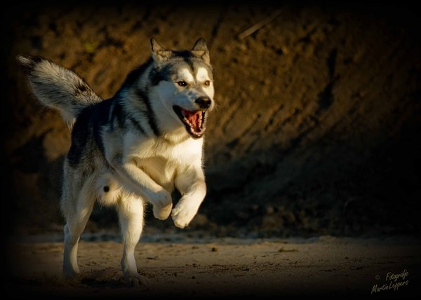 Alaskan Malamute