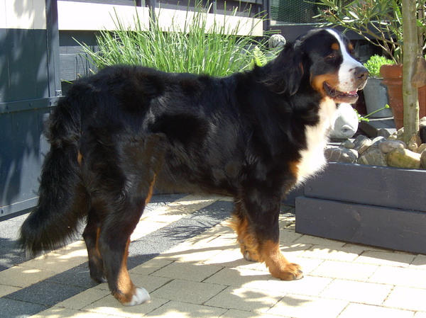 Berner Sennenhond