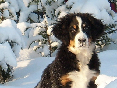 Berner Sennenhond