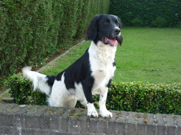 Engelse Springer Spaniel