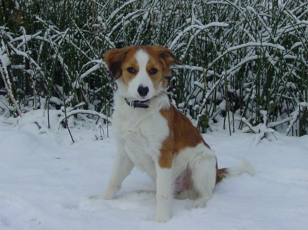 Kooikerhondje