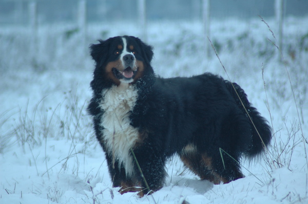 Berner Sennenhond